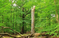 NPS makes first investment in timberland via UK fund
