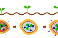 Aekyung Chemical develops first fertilizer coating resin with vegetable oil 