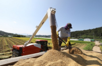 Rice consumption in S.Korea hits record low in 2022