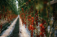 SK Networks to invest $2 mn in Dutch agtech startup