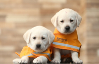 Samsung’s canine love rewarded as its guide dog school turns 30